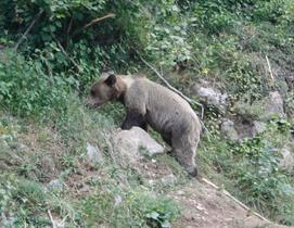 Visita a los Valles del Oso, Proaza, Quirós y el parque natural las Ubiñas y de la Mesa.