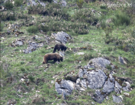 Avistamiento de oso pardo cantábrico