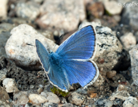 Mariposas de Asturias