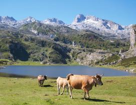 Trekking Lagos de Covadonga